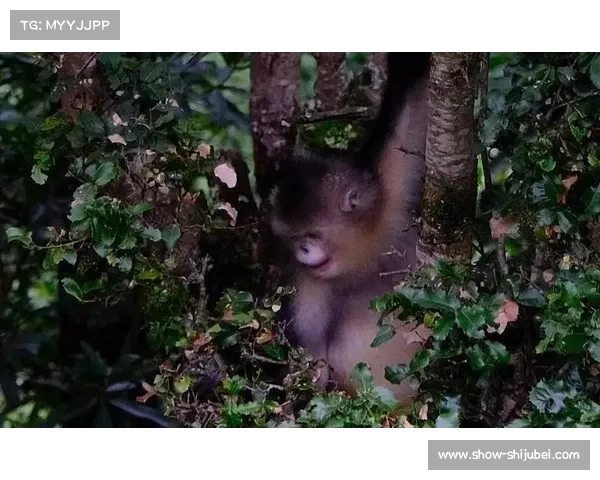 云南球会首设滇金丝猴走廊 推动高尔夫球场野生动物保护新举措 云南球会首设滇金丝猴走廊 推动高尔夫球场野生动物保护新举措